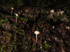 Mycena mirata