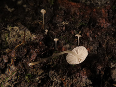 Mycena mirata
