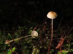 Mycena mirata