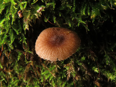 Pluteus exiguus