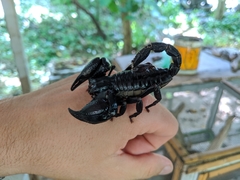 Heterometrus laoticus
