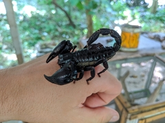 Heterometrus laoticus