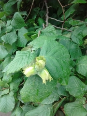 Corylus avellana
