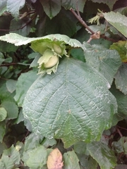 Corylus avellana