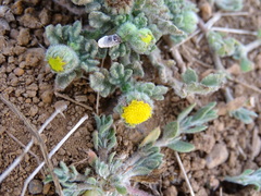 Grangea maderaspatana