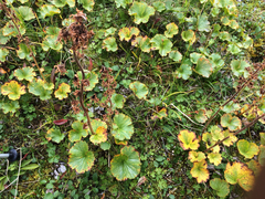 Boykinia richardsonii