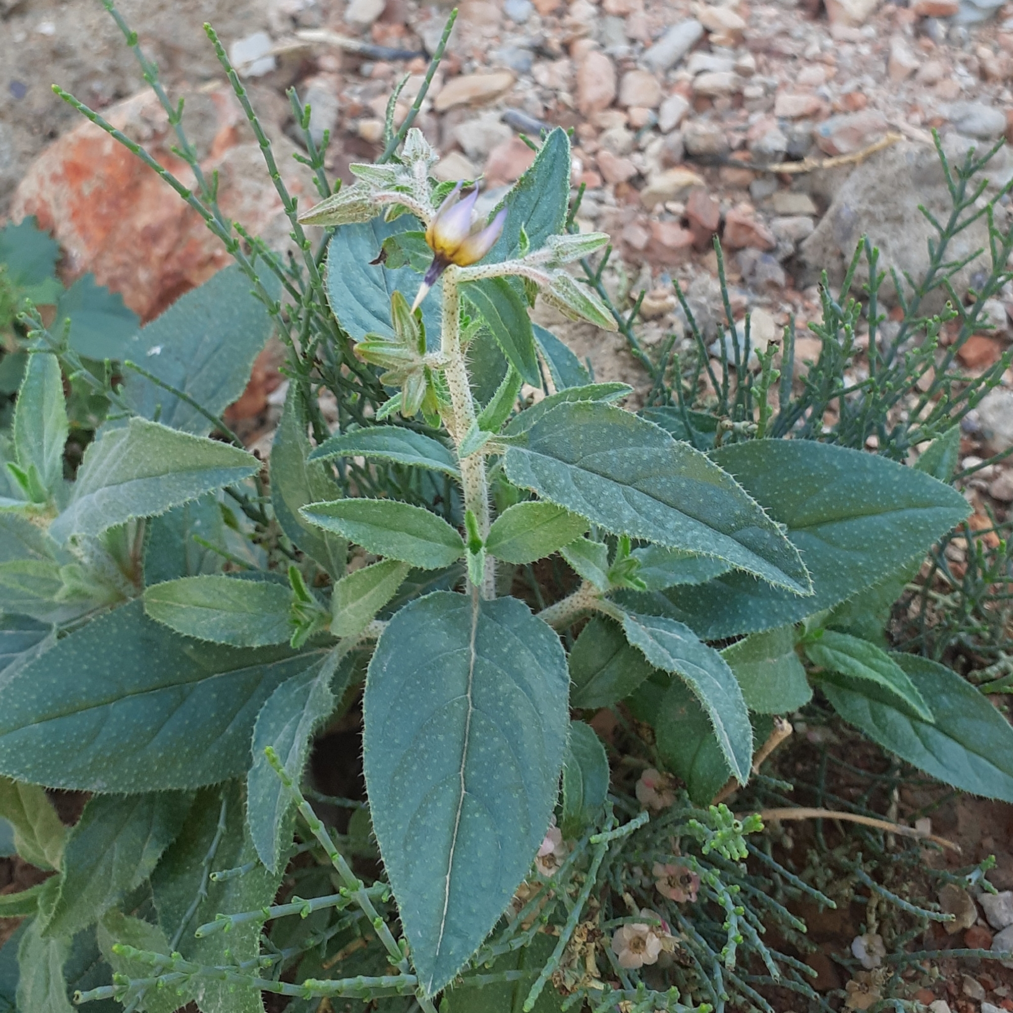 Trichodesma calcaratum