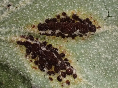 Puccinia sherardiana