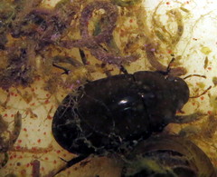 Hydrochara caraboides