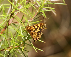 Oreixenica kershawi