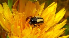 Cryptocephalus vittatus