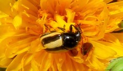 Cryptocephalus vittatus