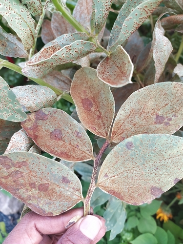 Uromyces viciae-fabae