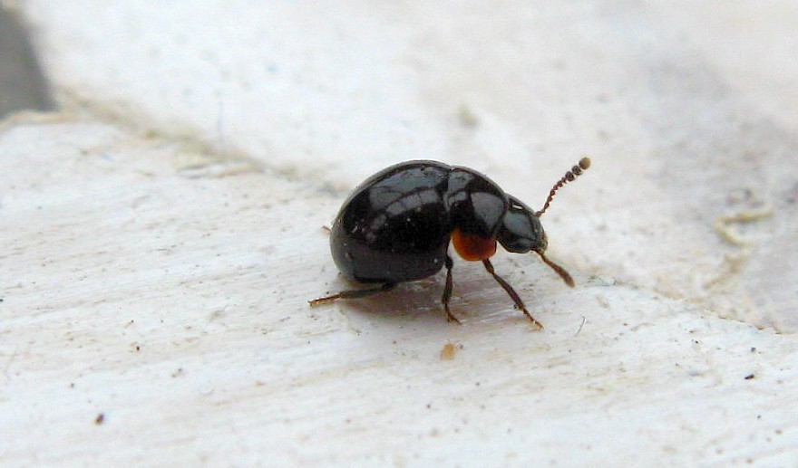 Agathidium nigrinum