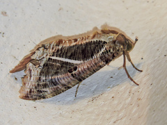 Eudocima apta