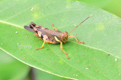 Apalacris varicornis