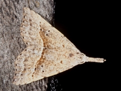 Trigonistis asthenopa