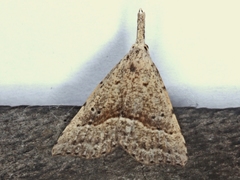 Trigonistis asthenopa