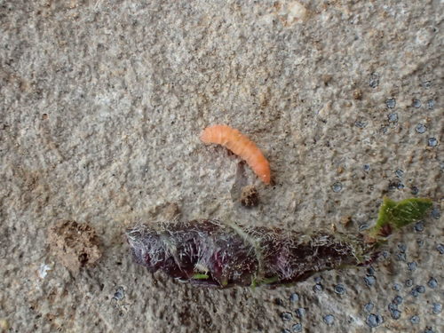 Dasineura tiliae