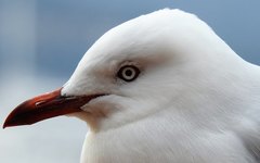 Chroicocephalus novaehollandiae