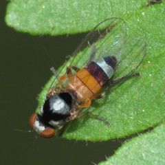 Callomyia venusta