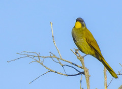 Nesoptilotis flavicollis