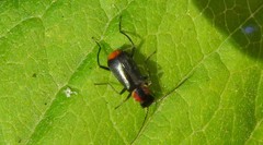 Axinotarsus pulicarius