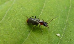 Axinotarsus pulicarius