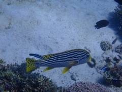 Plectorhinchus lineatus