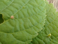 Eriophyes exilis