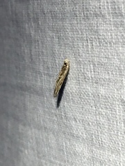 Tinea apicimaculella