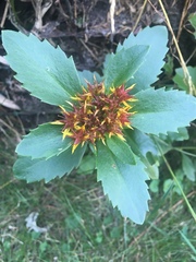 Rhodiola