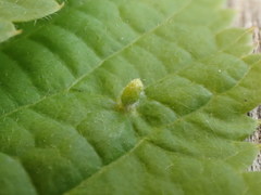 Eriophyes exilis