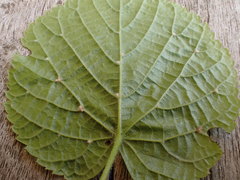 Eriophyes exilis