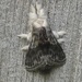 Larch Tolype Moth - Photo (c) KT Thalin, some rights reserved (CC BY-NC), uploaded by KT Thalin