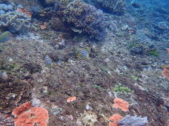 Chaetodon meyeri
