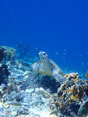 Eretmochelys imbricata