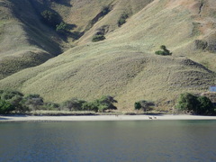 Rusa timorensis