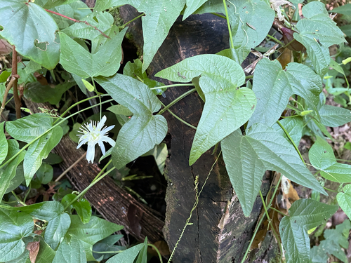 Image of Passiflora capsularis by (c) B. Phalan, some rights reserved (CC BY)