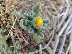 Grangea maderaspatana