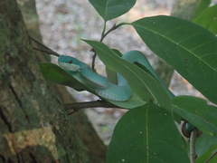 Trimeresurus insularis