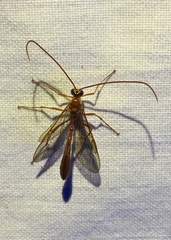 Enicospilus americanus-complex