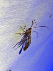 Enicospilus americanus-complex