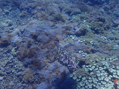 Eretmochelys imbricata