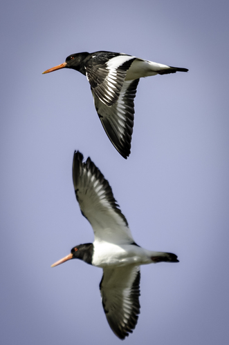 Eurasian Oystercatcher, photo 10 of 10