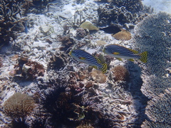 Plectorhinchus lineatus