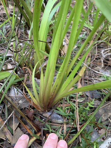 Image of Xyris fimbriata by (c) James Hardee, some rights reserved (CC BY)