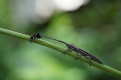 Eucomatocera vittata