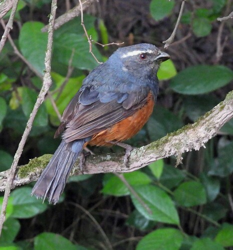 Rufous-bellied Mountain Tanager (Pseudosaltator rufiventris), photo 9