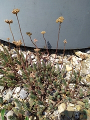 Petrosedum orientale